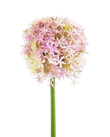 ALLIUM GIANT 80CM LL