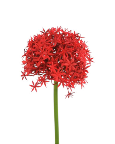 ALLIUM GIANT 80CM RD