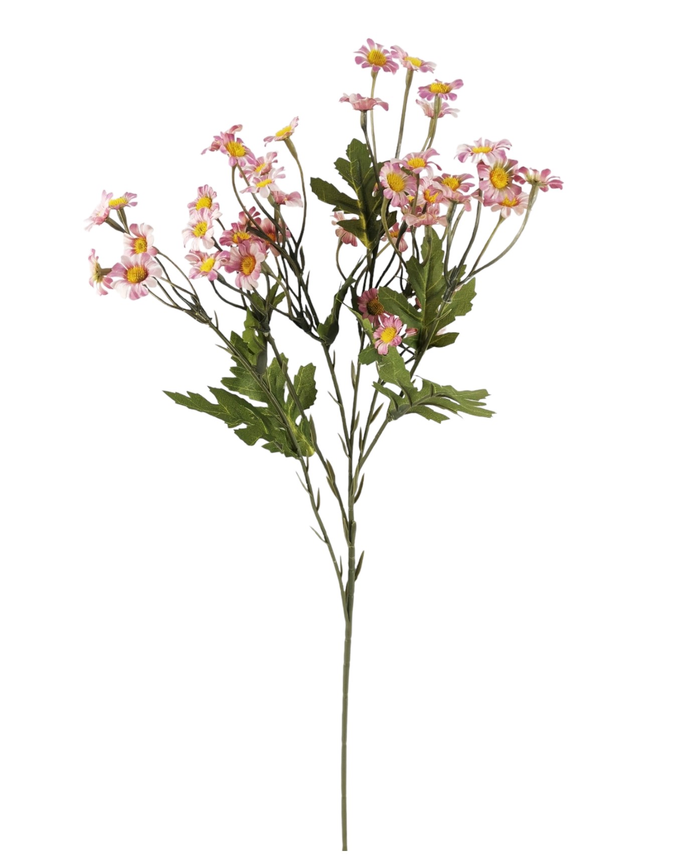 CAMOMILLA SPRAY X6 61CM PK
