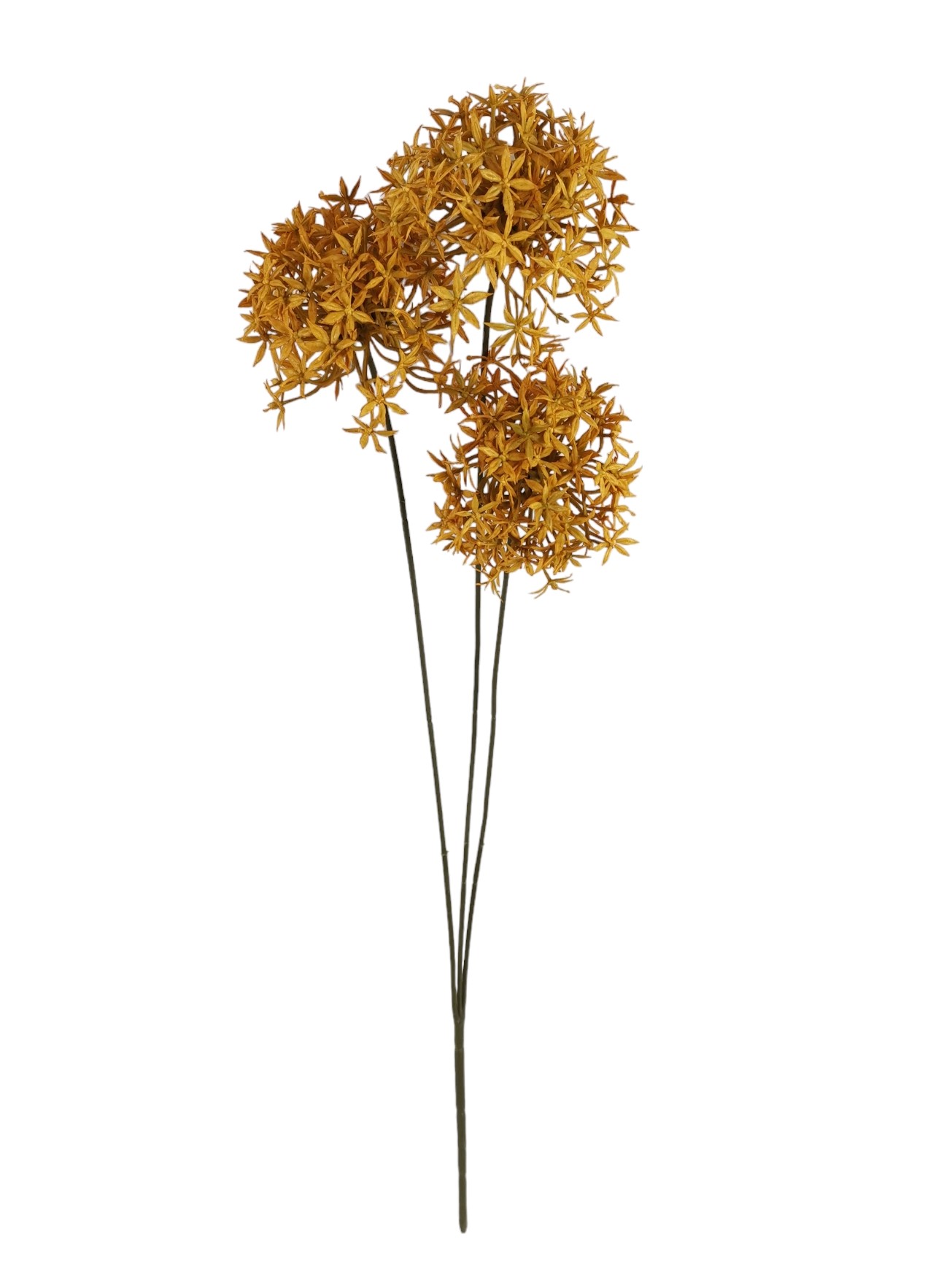 ALLIUM STELLATA X3 80CM MU