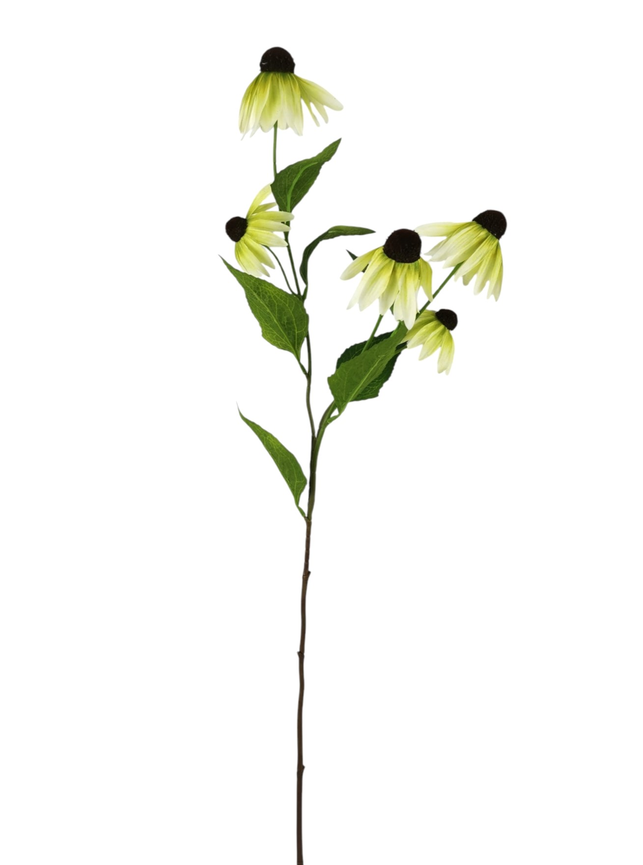 ECHINACEA SPRAY X5 75CM LTGR