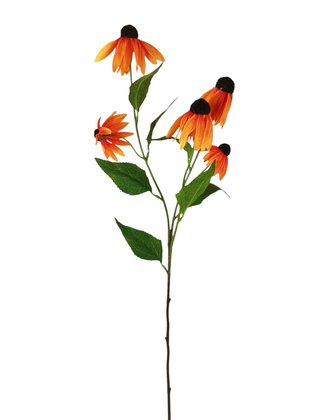 ECHINACEA SPRAY X5 75CM OR