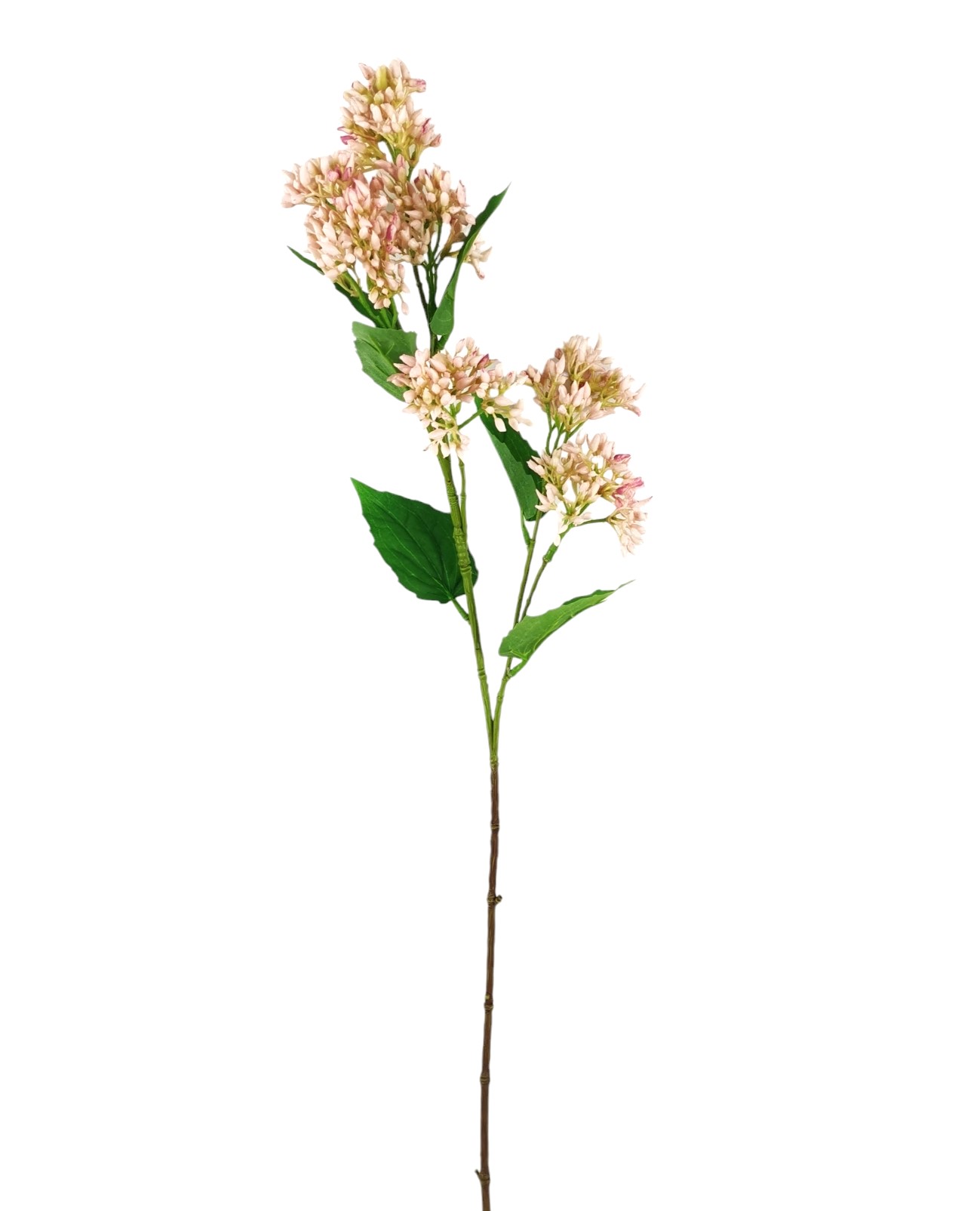 SEDUM SPRAY X7 63CM PK