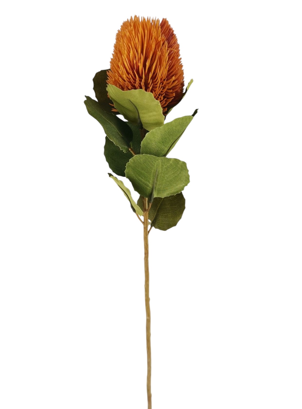 PROTEA SPRAY 59CM OR