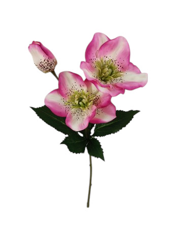 HELLEBORUS SPRAY X3 34CM PK
