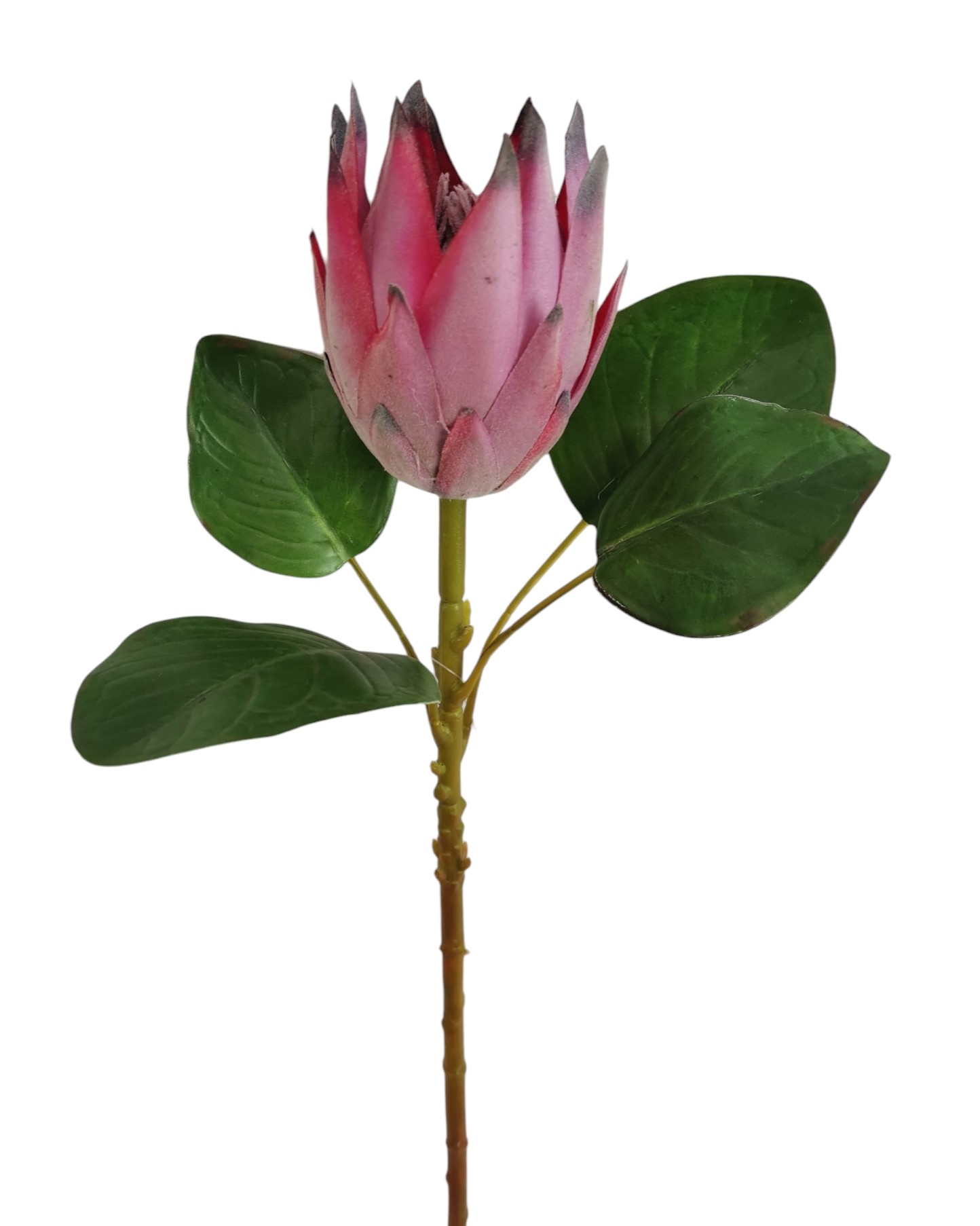 PROTEA SPRAY RT 52CM BT