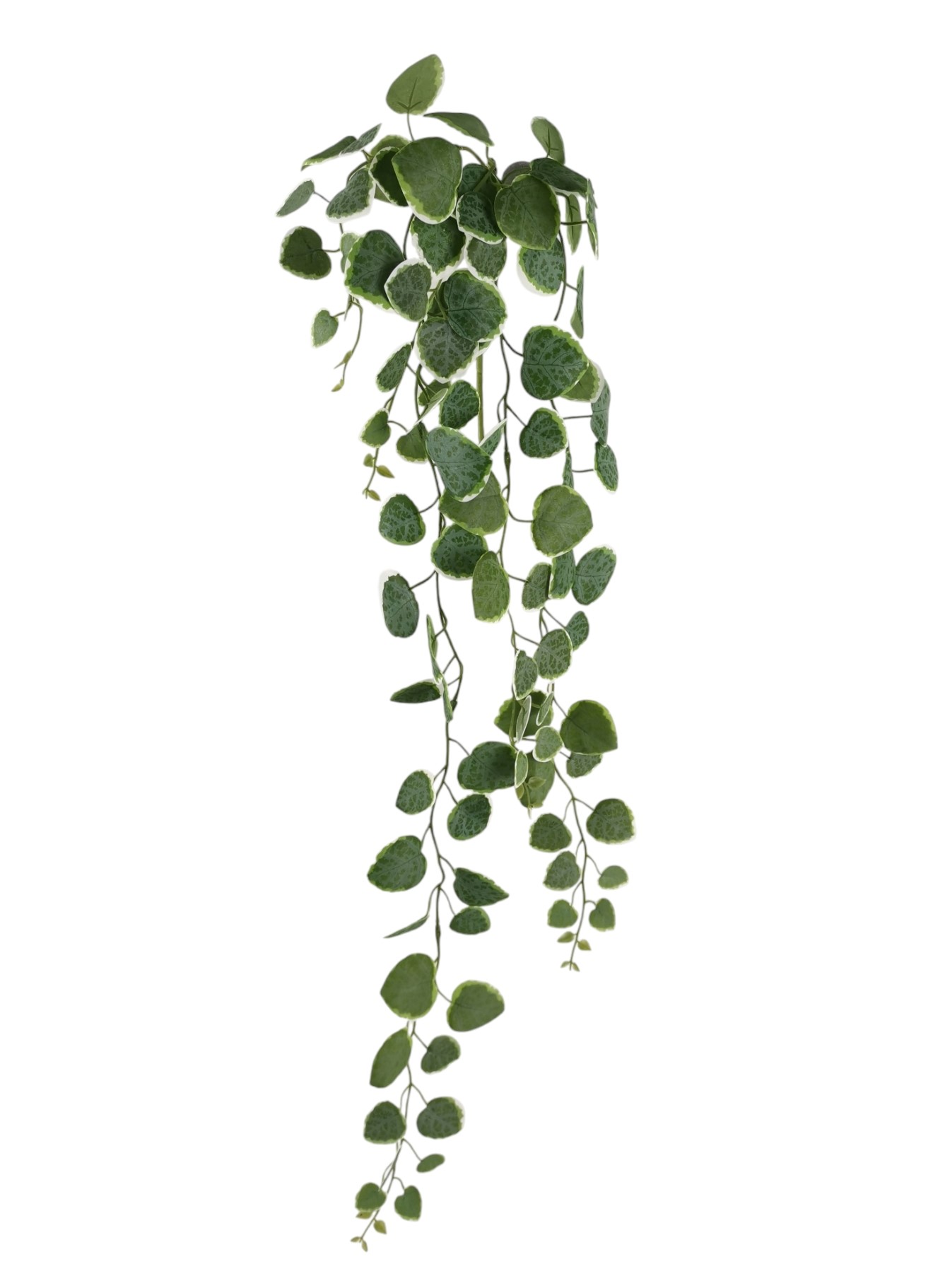 CAD FICUS REPENS 100CM VR