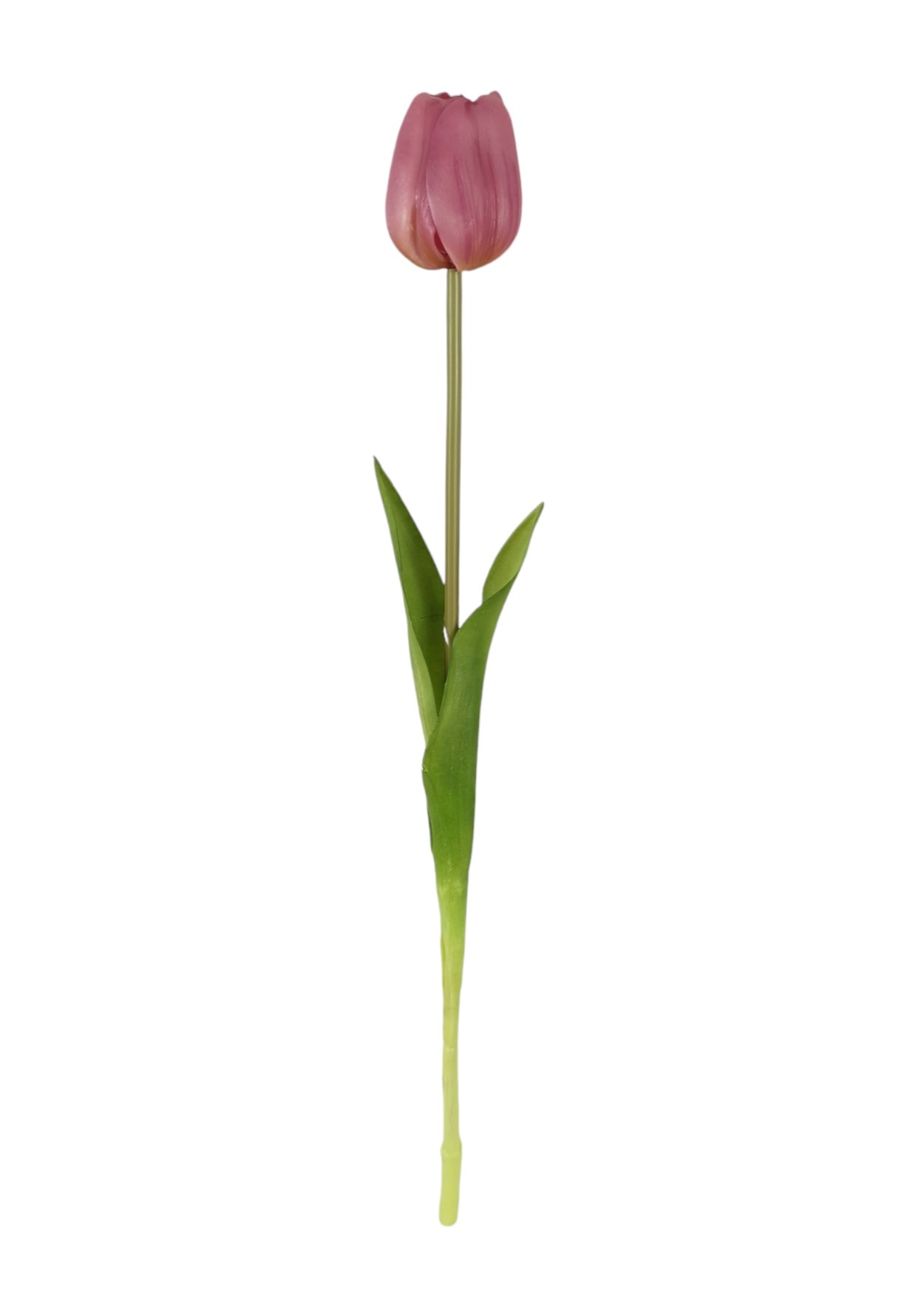 TULIPANO SINGOLO RT 47CM MV