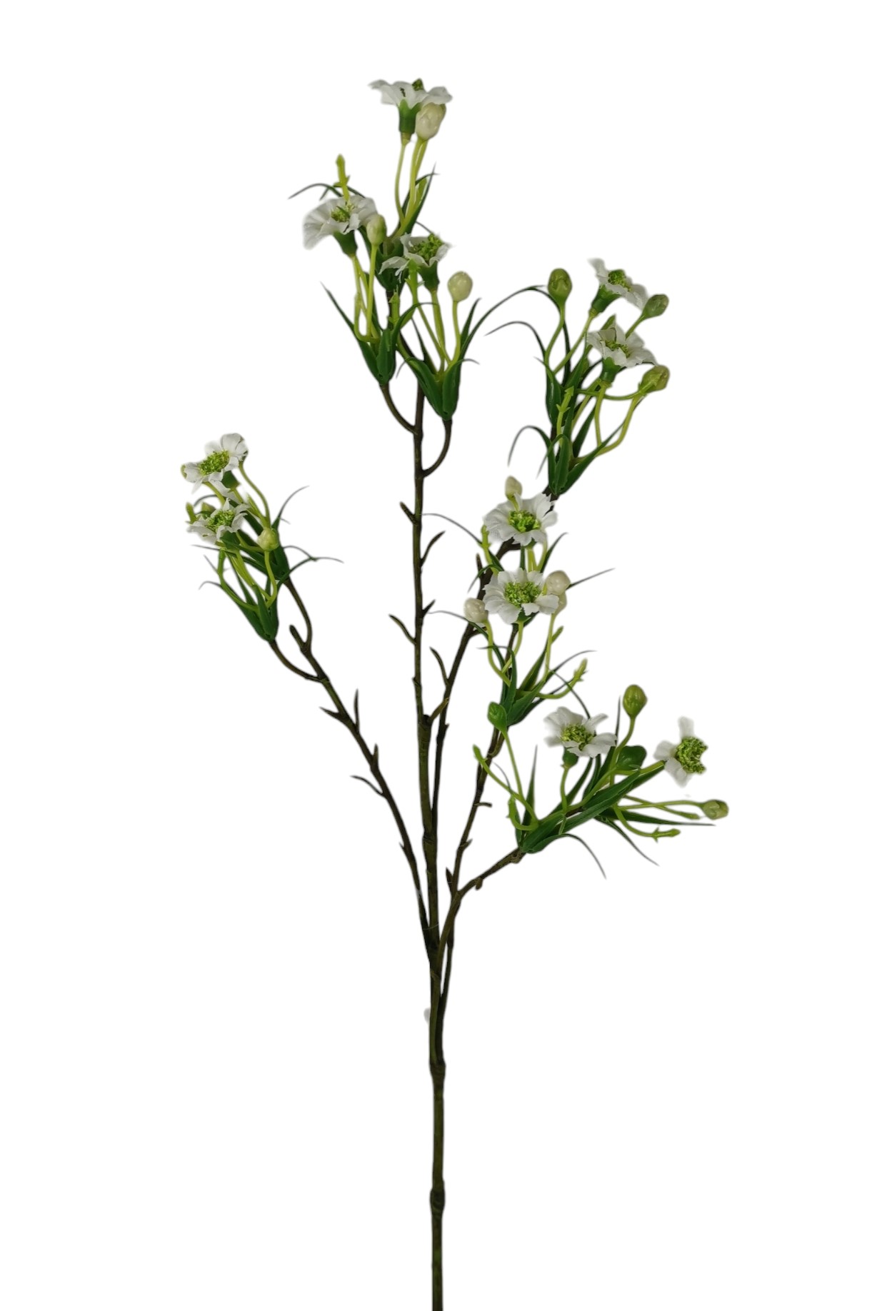 ASTER SPRAY X5 65CM CR