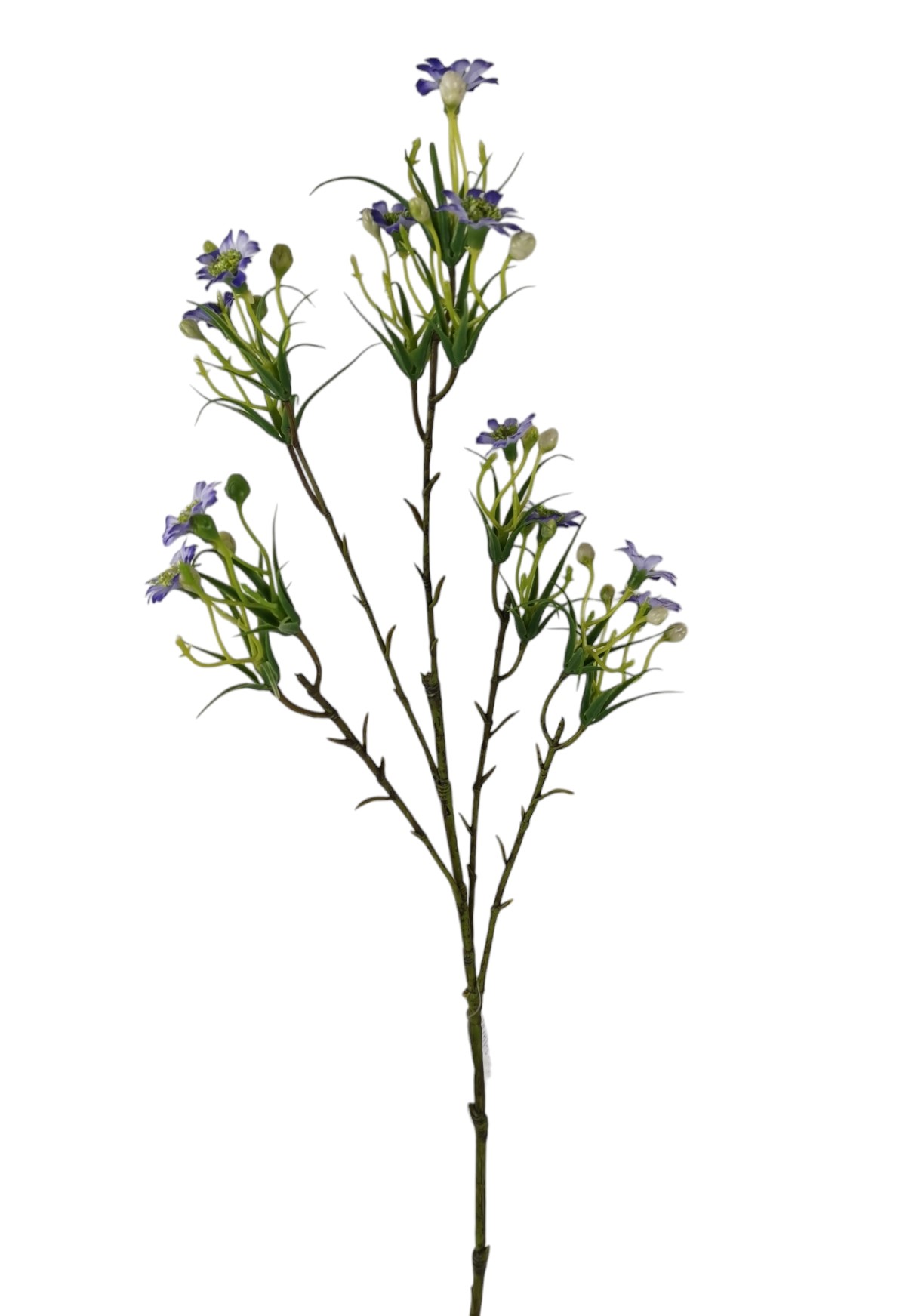 ASTER SPRAY X5 65CM LV