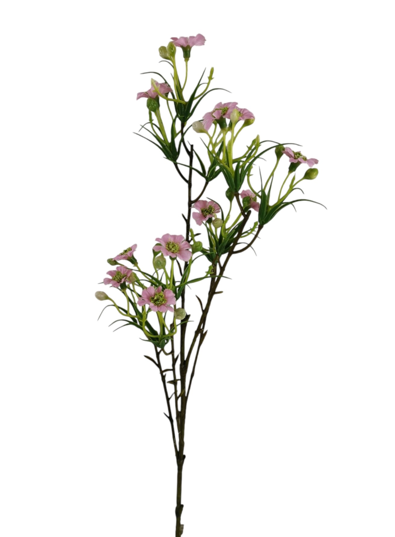 ASTER SPRAY X5 65CM PK
