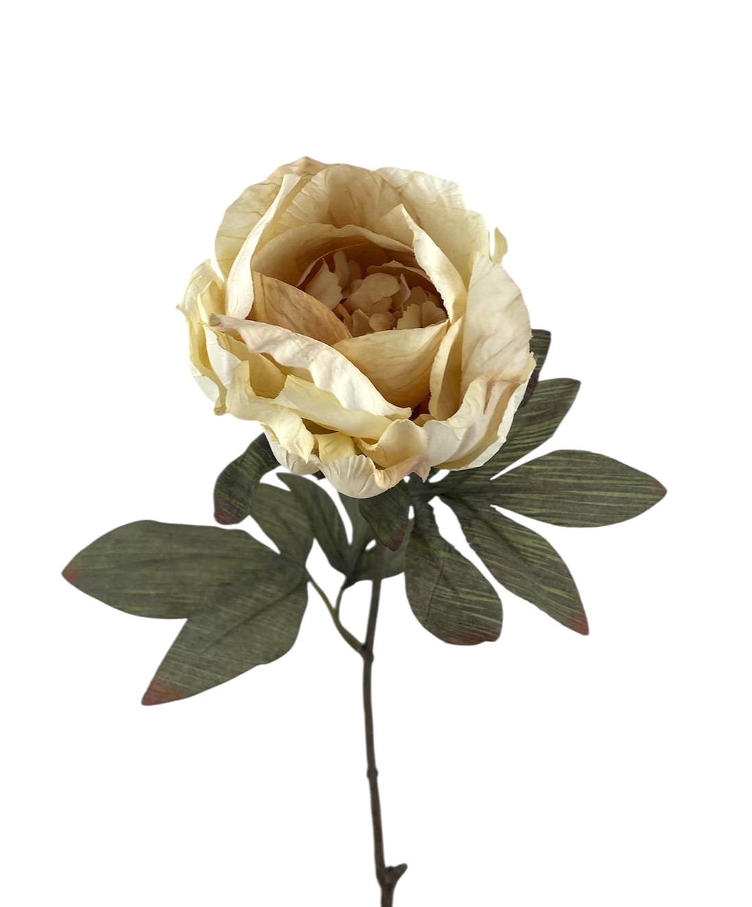 PEONIA DREAM 60CM CR