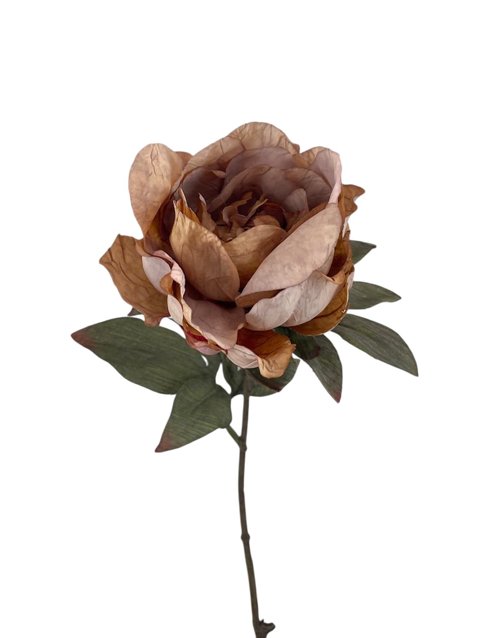PEONIA DREAM 60CM MV