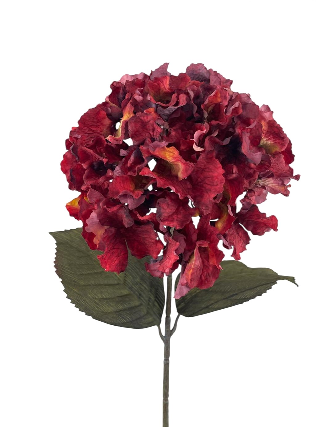 ORTENSIA DREAM BIG 75CM BU
