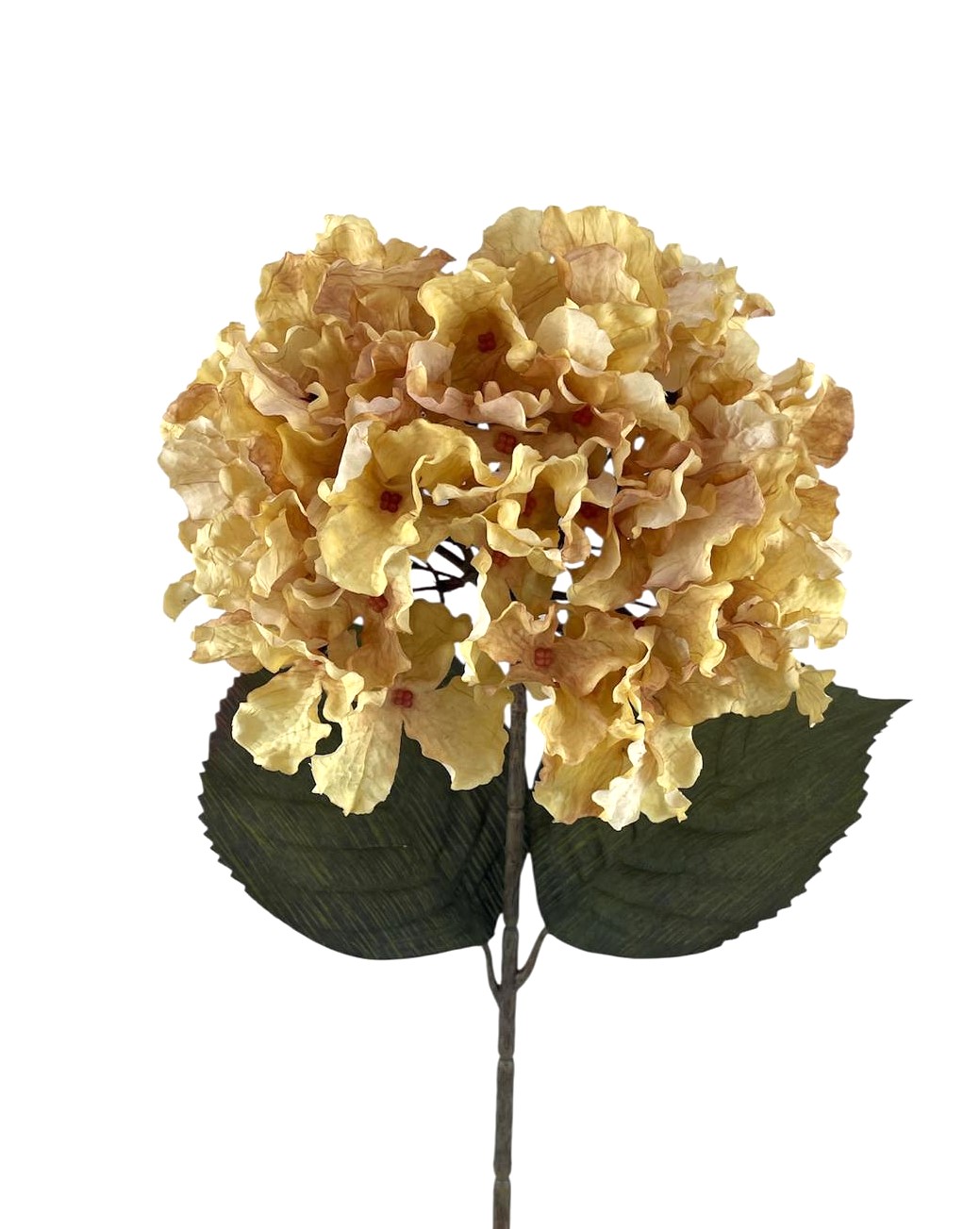 ORTENSIA DREAM BIG 75CM CR