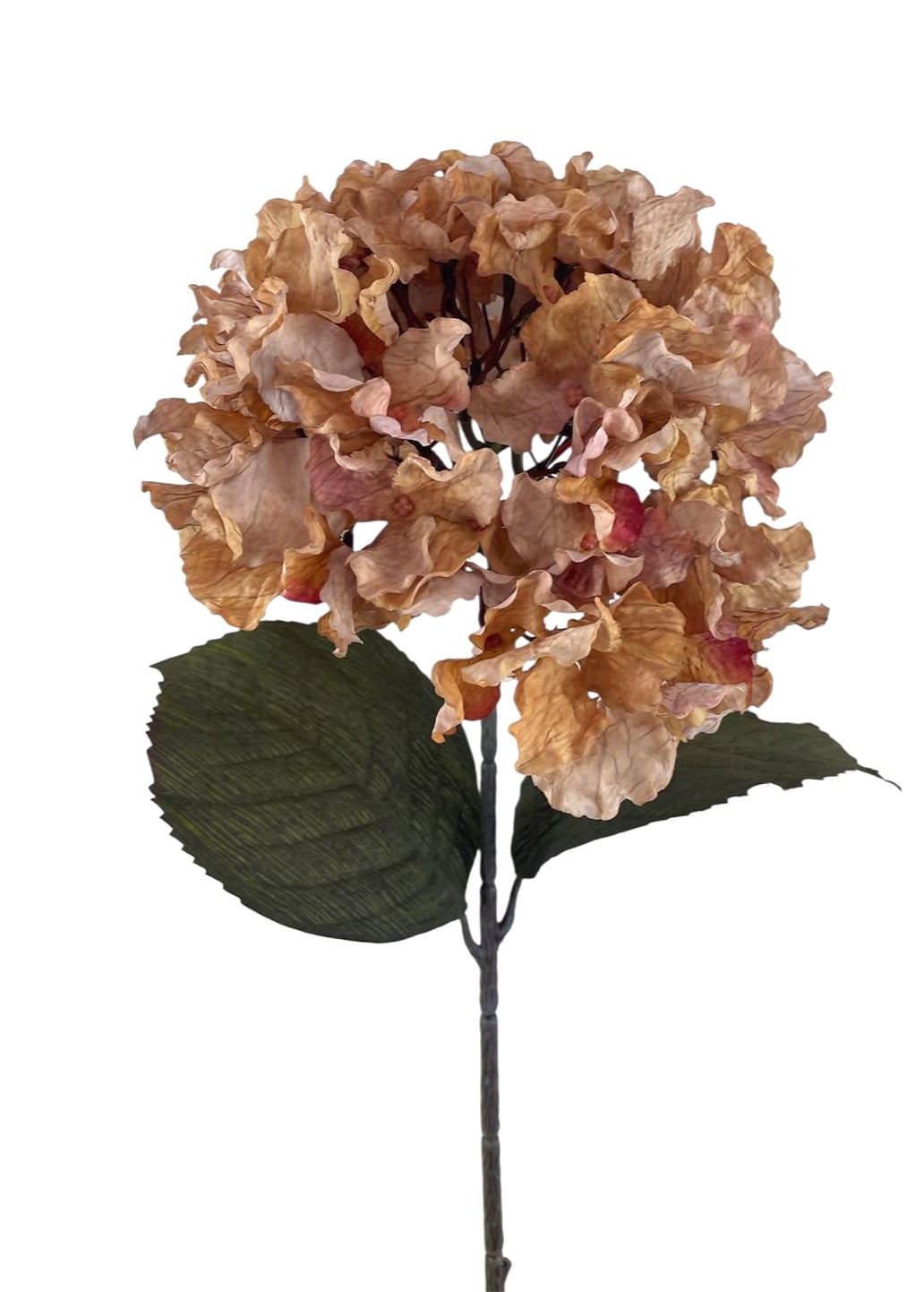 ORTENSIA DREAM BIG 75CM MV