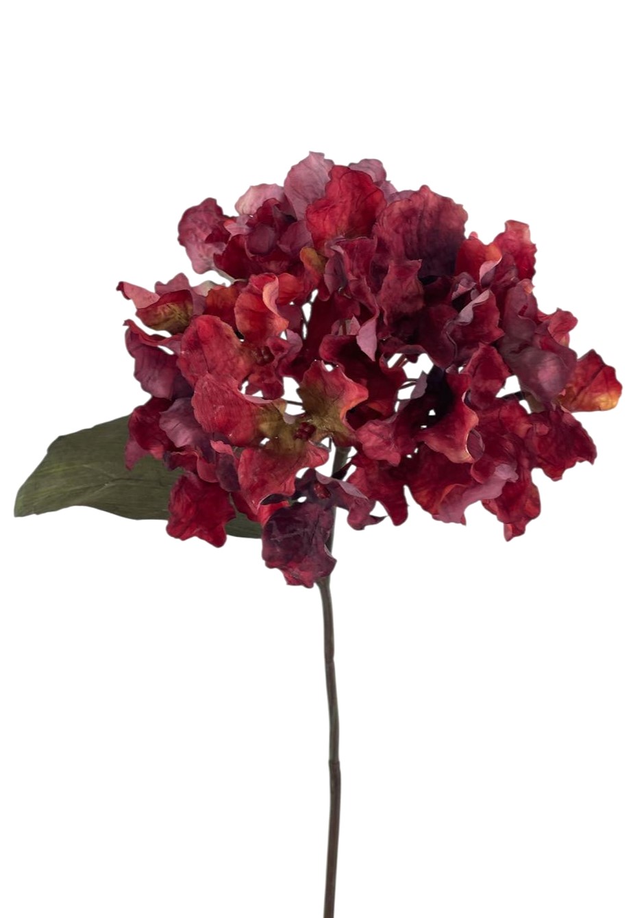 ORTENSIA DREAM 64CM BU