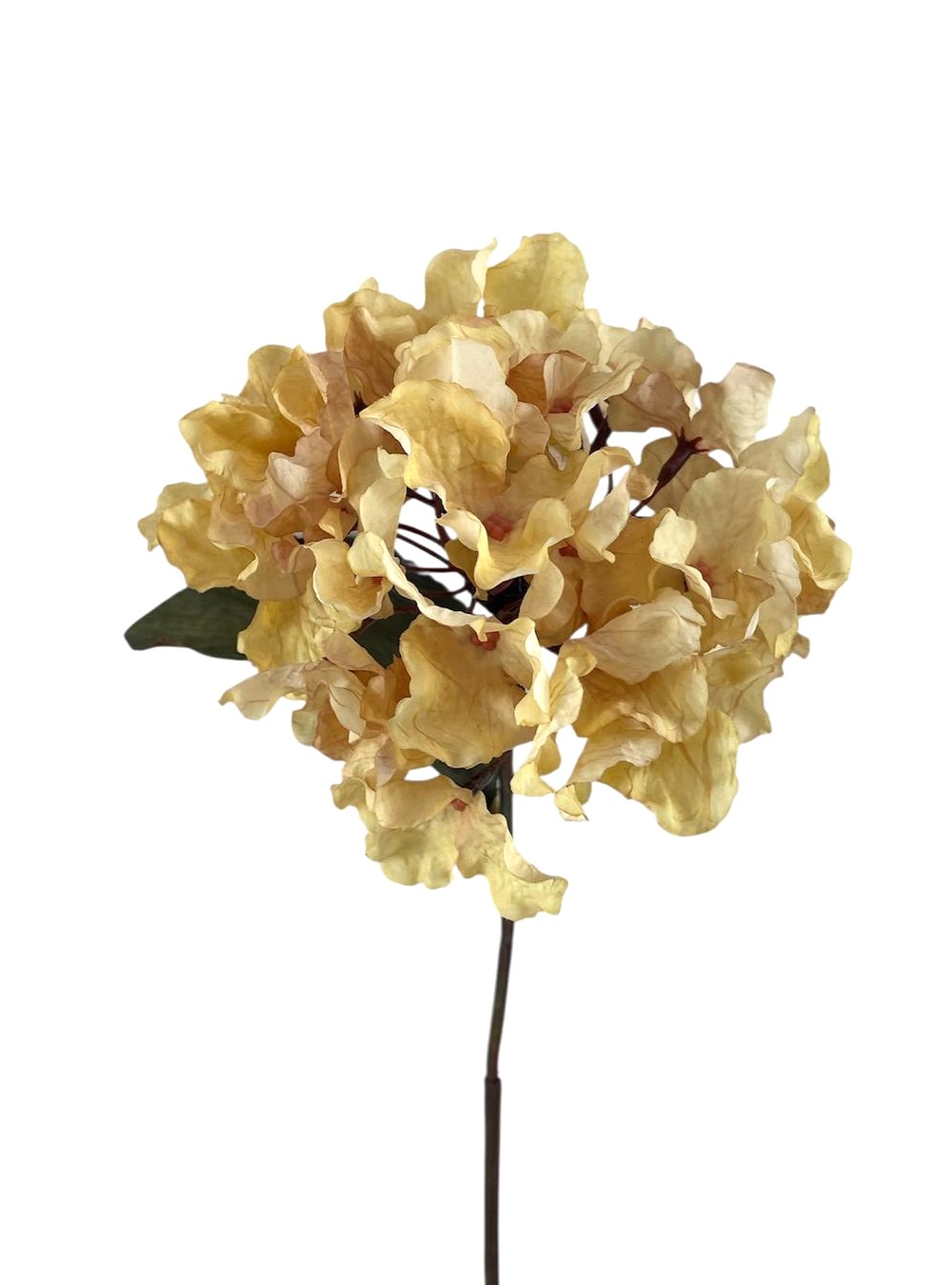 ORTENSIA DREAM 64CM CR