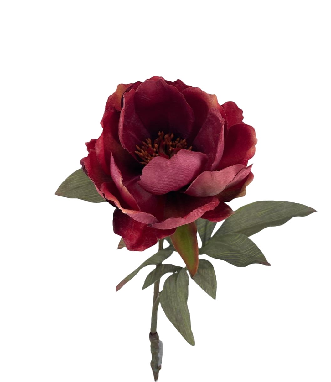MAGNOLIA DREAM 64CM BU