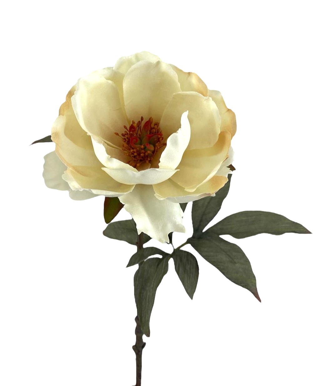 MAGNOLIA DREAM 64CM CR