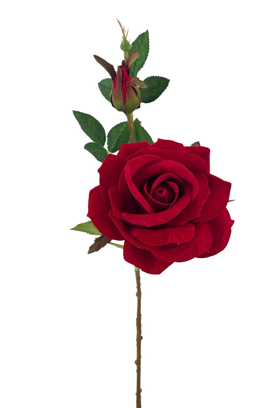 ROSA VELVET X2 64CM RD