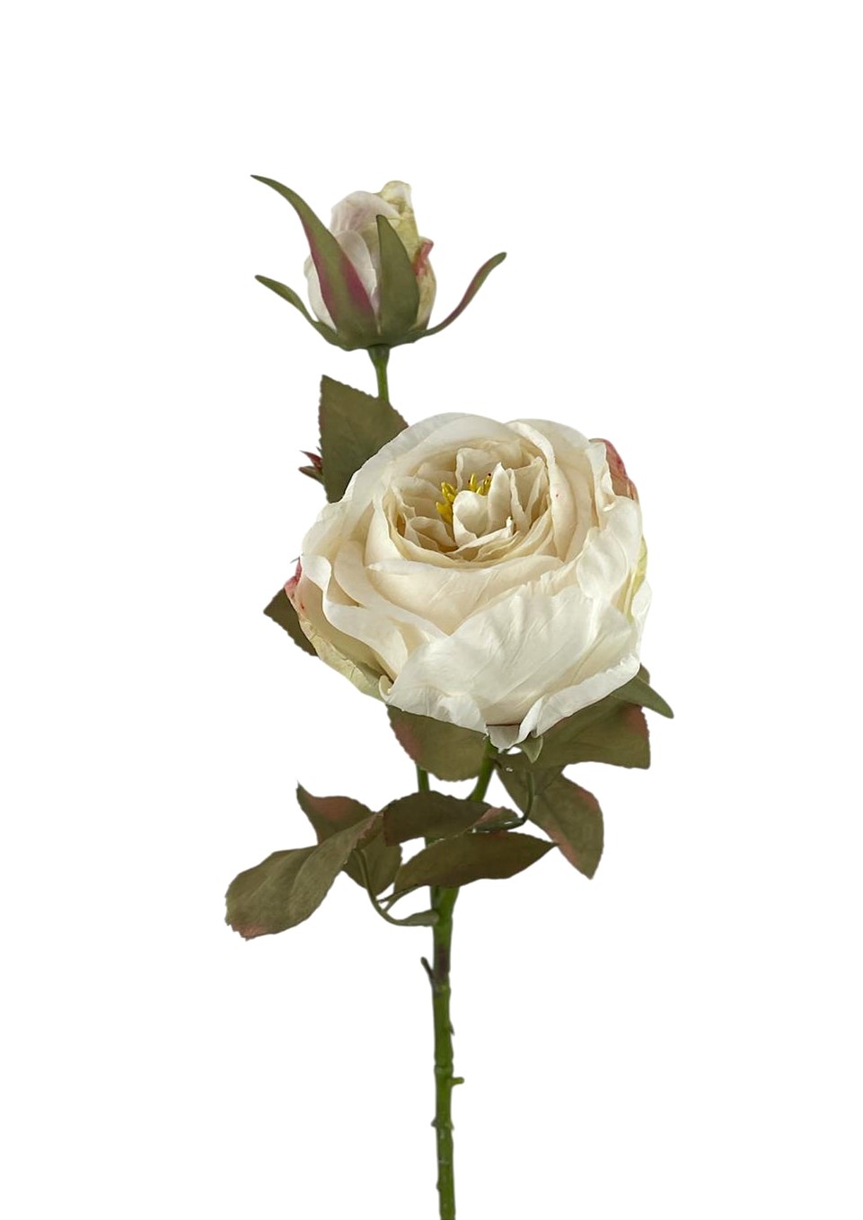 ROSA CABBAGE X2 64CM CR