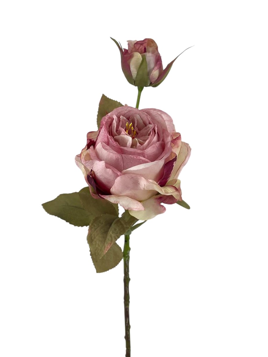 ROSA CABBAGE X2 64CM PK