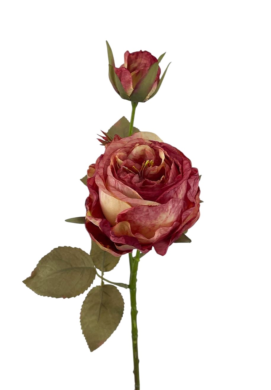 ROSA CABBAGE X2 64CM SA