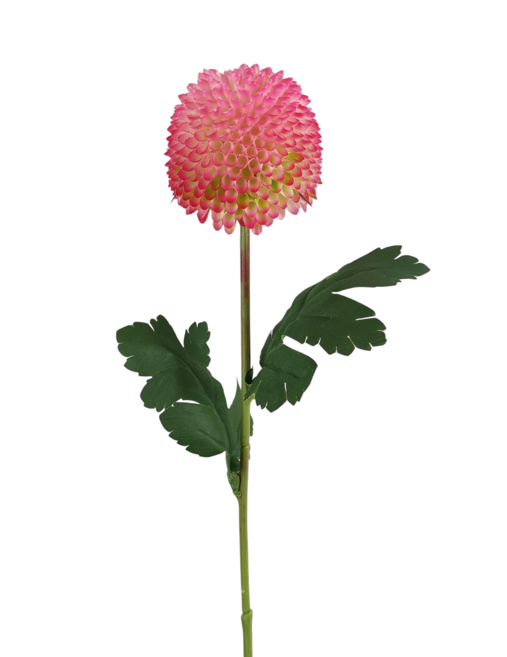 DALIA PON PON SPRAY X1 58CM BT