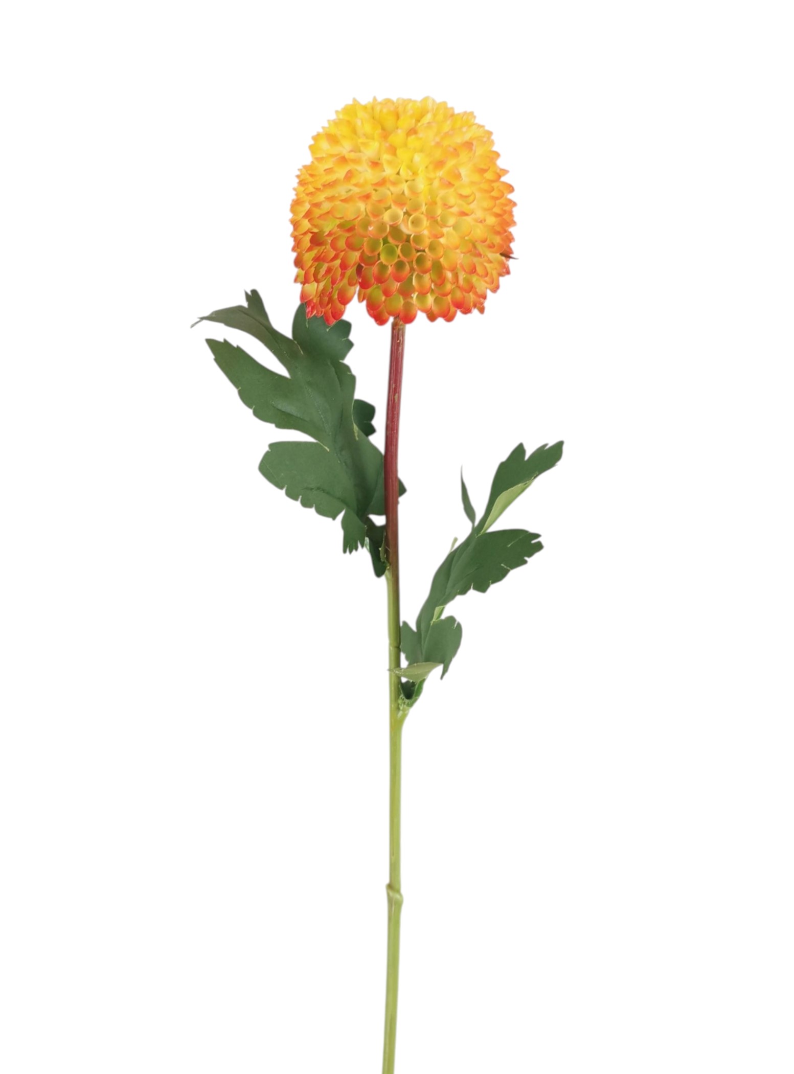 DALIA PON PON SPRAY X1 58CM OR