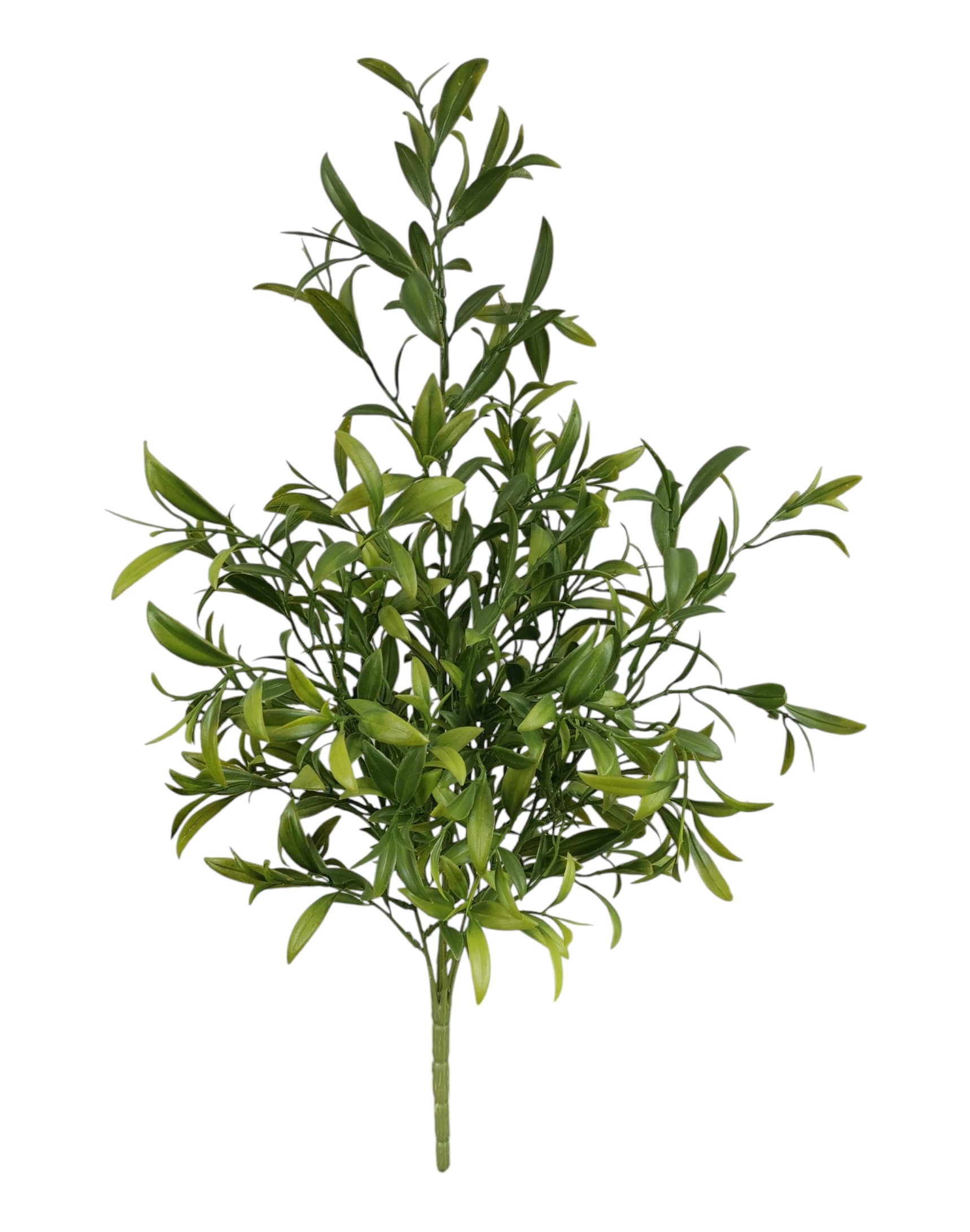 BUSH PELLEA LONGIFOLIA X7 50CM GR