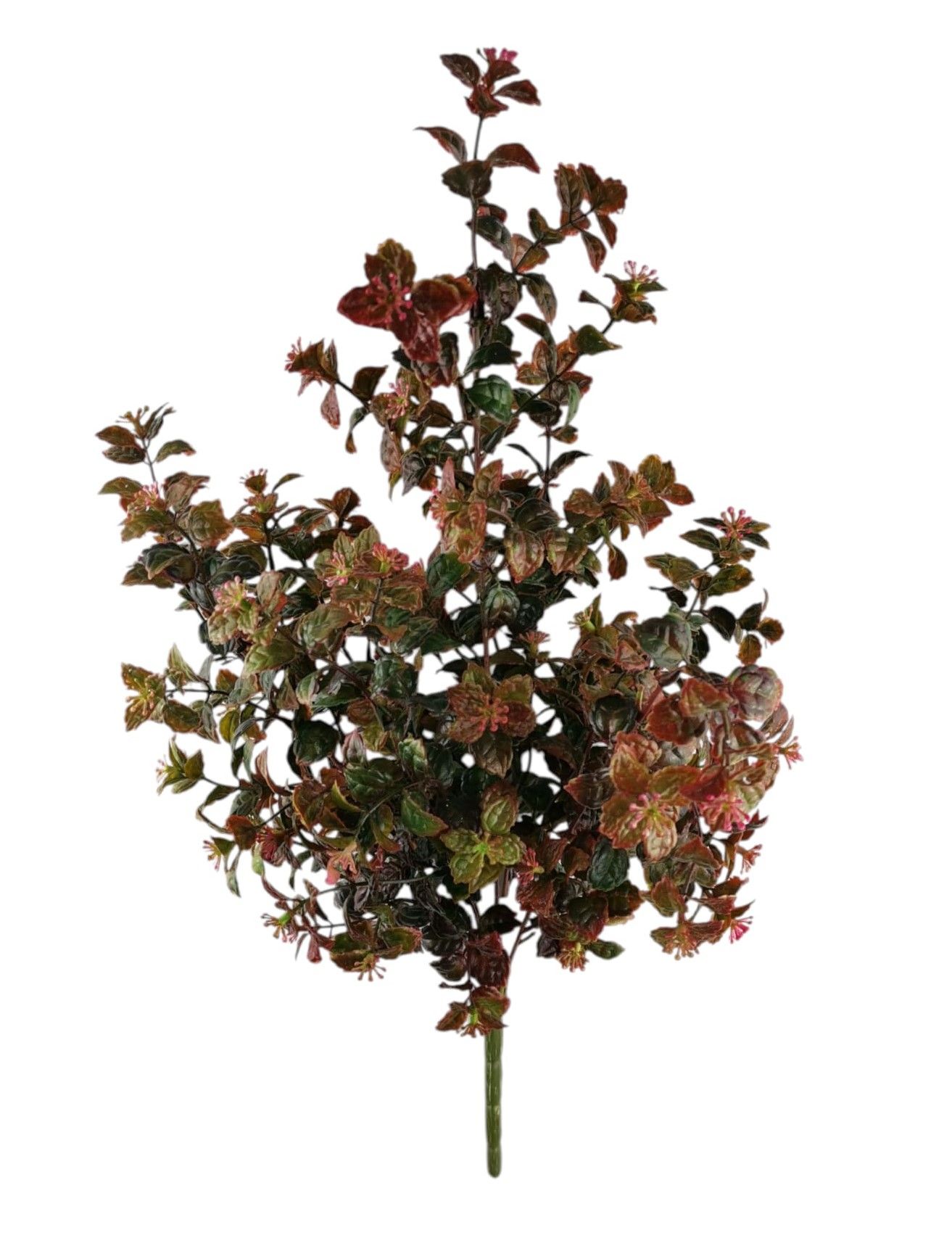 BUSH FICUS REPENS X7 50CM GRPK