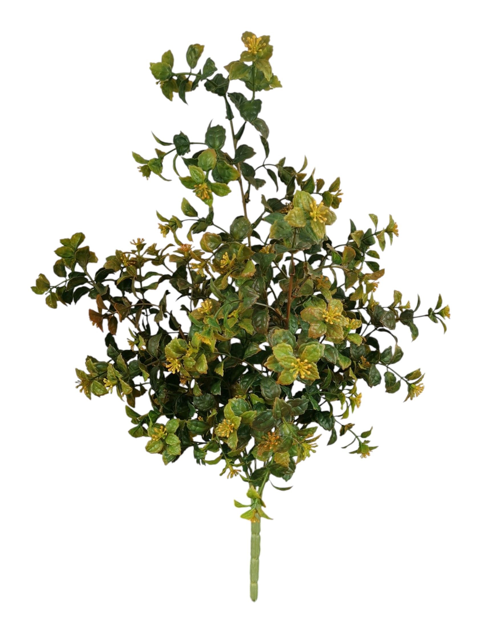 BUSH FICUS REPENS X7 50CM GRYL