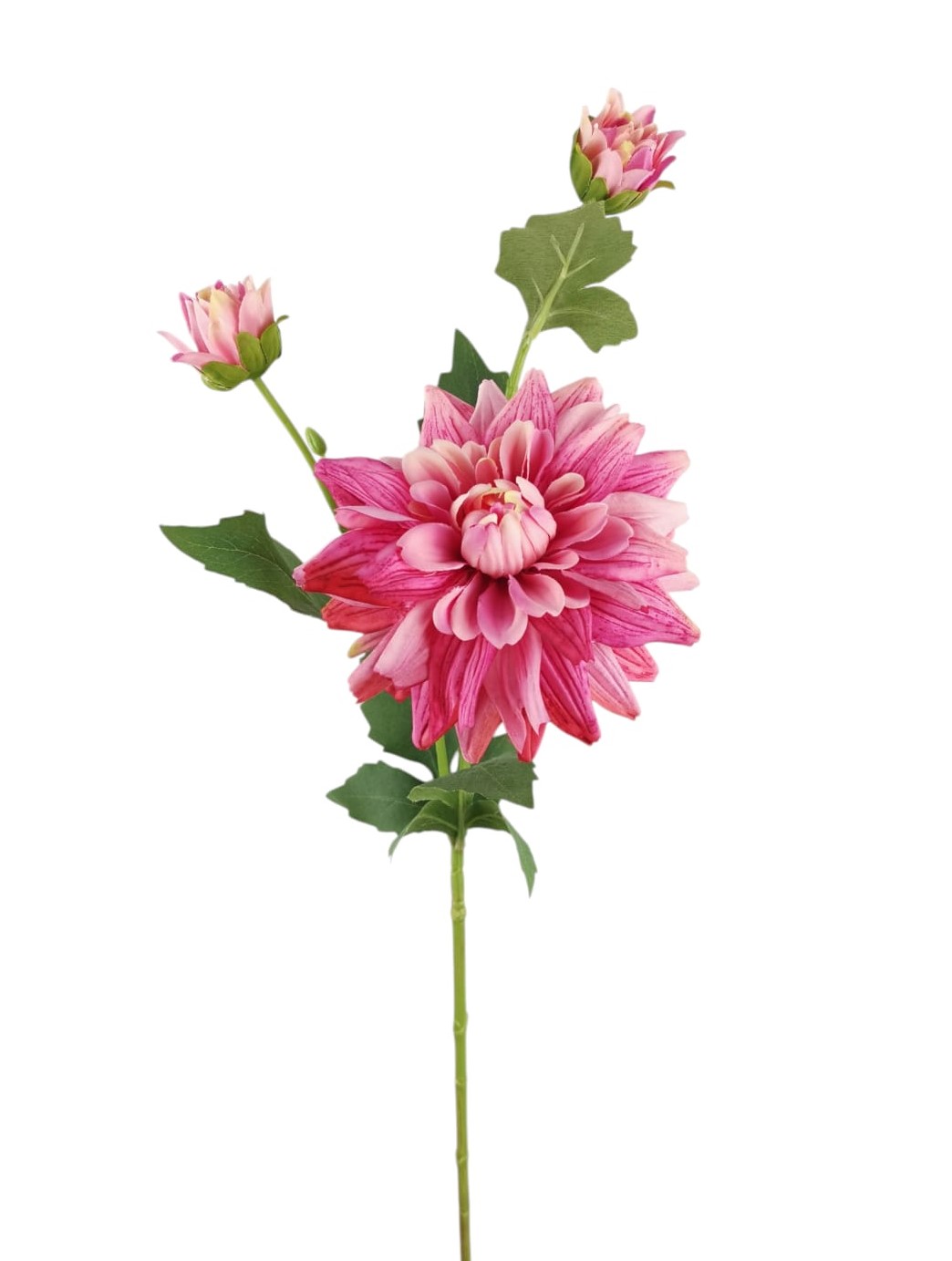DALIA SPRAY X3 60CM BT