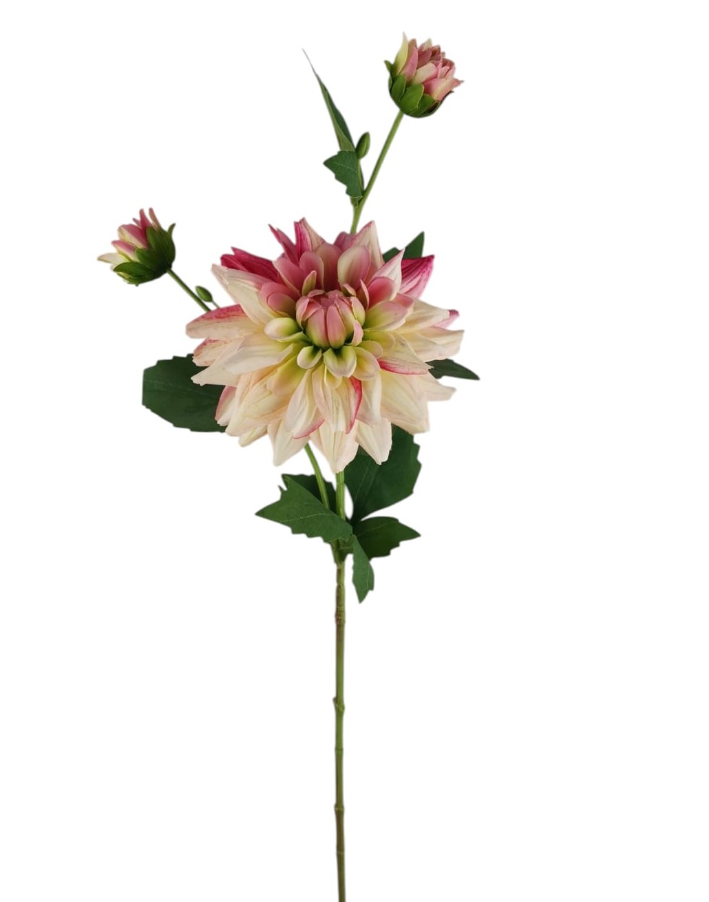 DALIA SPRAY X3 60CM PK