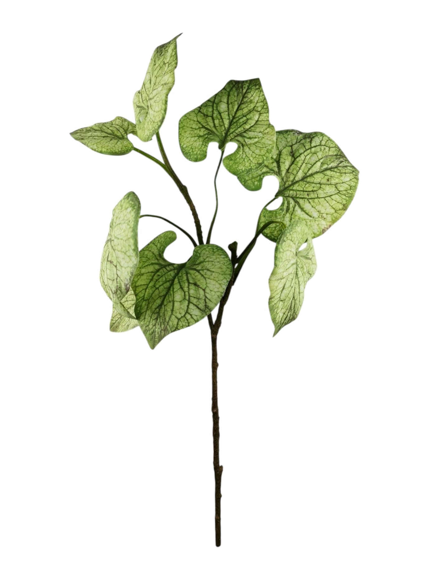SPRAY CALADIUM X8 72CM GR