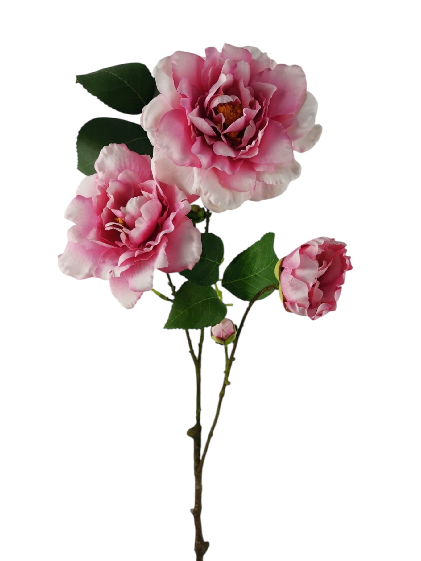 CAMELIA SPRAY X3 66CM PK