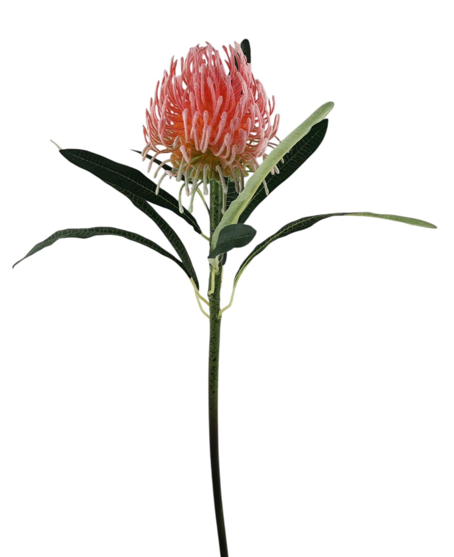 LEUCOSPERMUM SPRAY X1 66CM SA