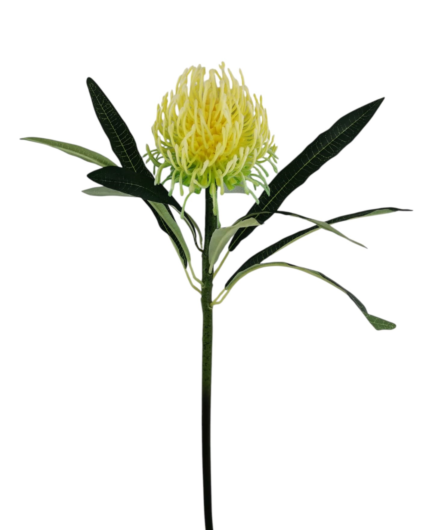LEUCOSPERMUM SPRAY X1 66CM YL