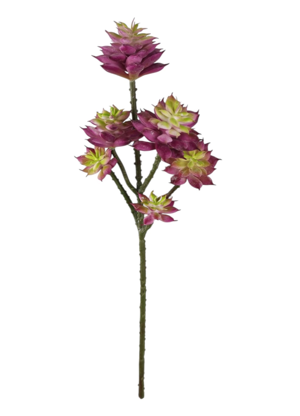 ECHEVERIA SPRAY X6 32CM BU