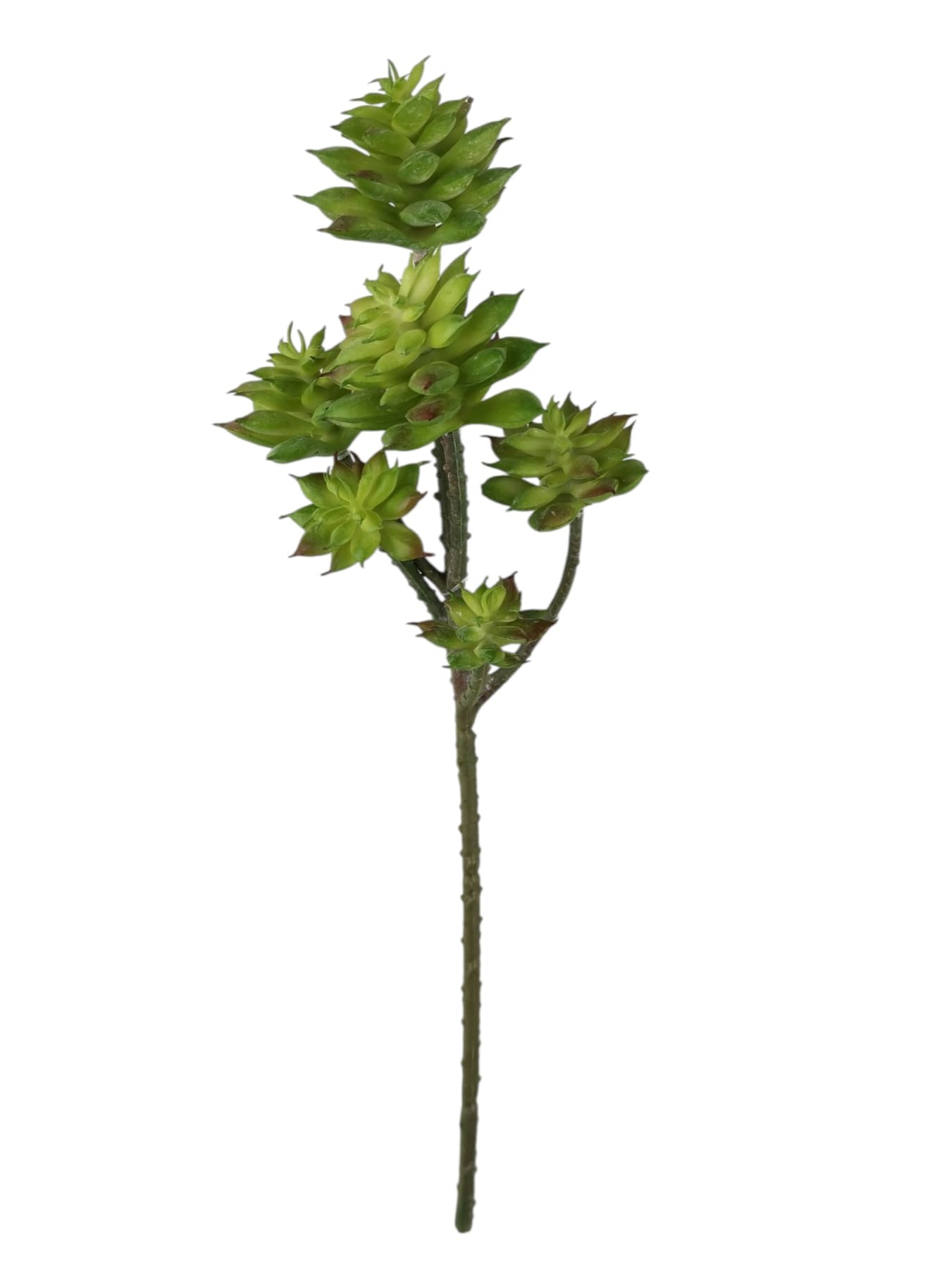 ECHEVERIA SPRAY X6 32CM GR