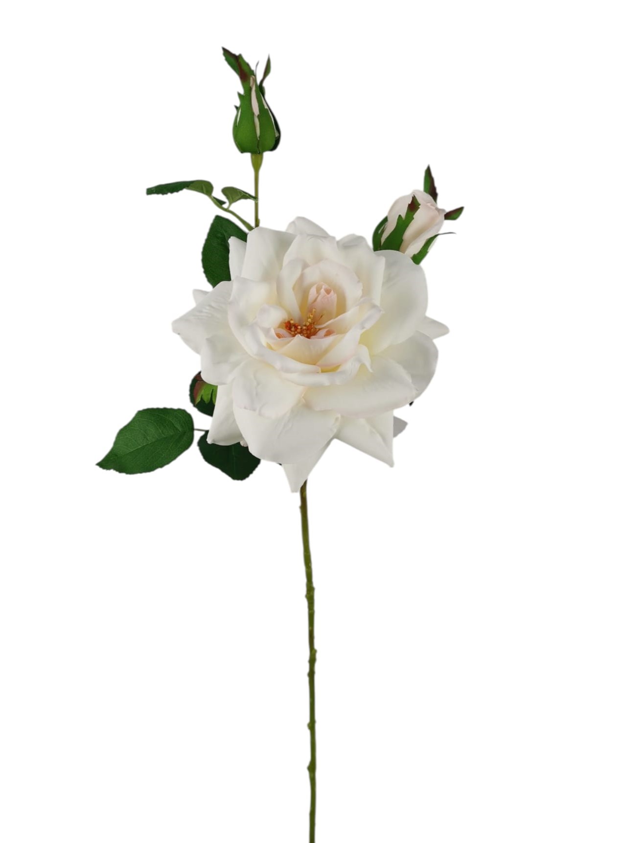 ROSA CANINA SPRAY X3 70CM CR