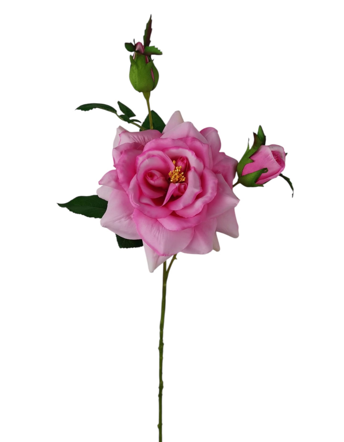 ROSA CANINA SPRAY X3 70CM PK