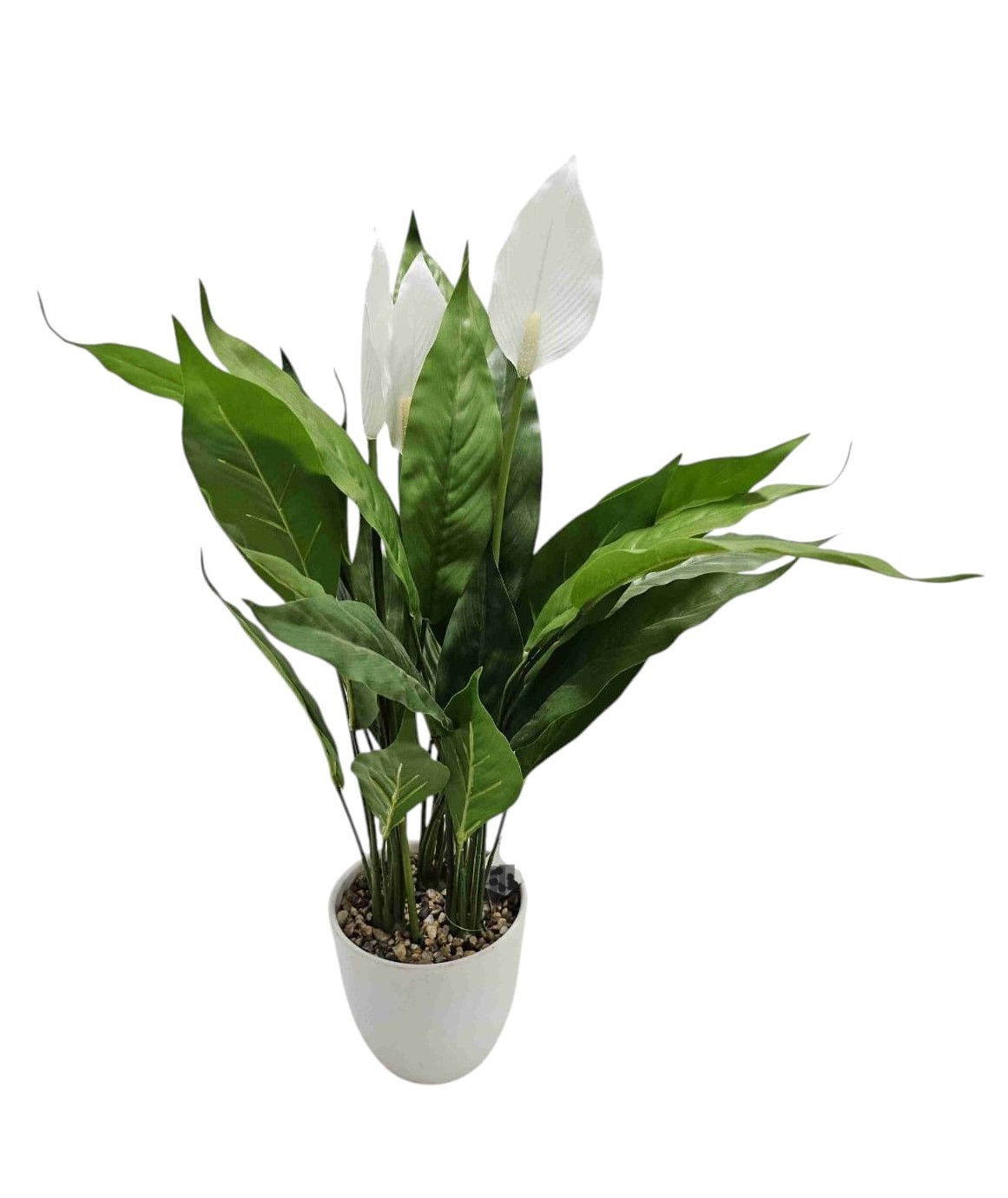 SPATHIPHYLLUM IN VASO 60CM WH