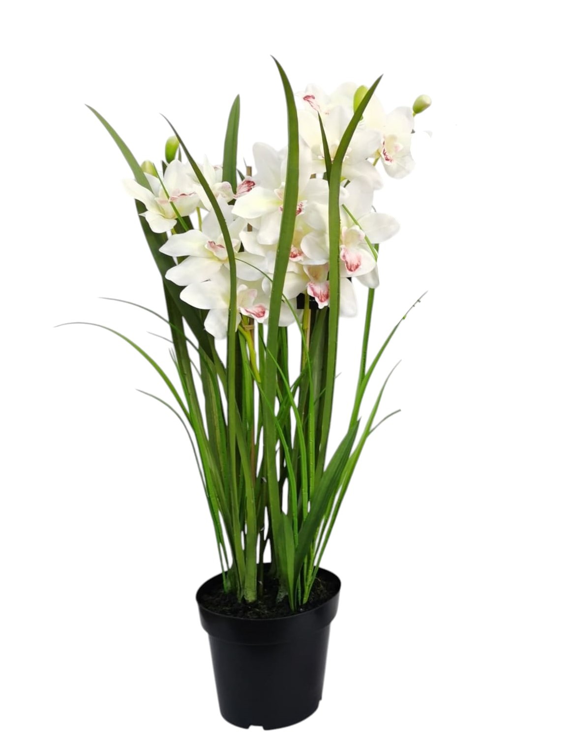 CYMBIDIUM X2 VASO 98CM CR