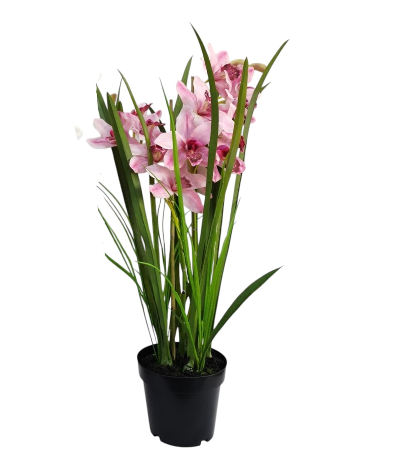 CYMBIDIUM X2 VASO 98CM PK