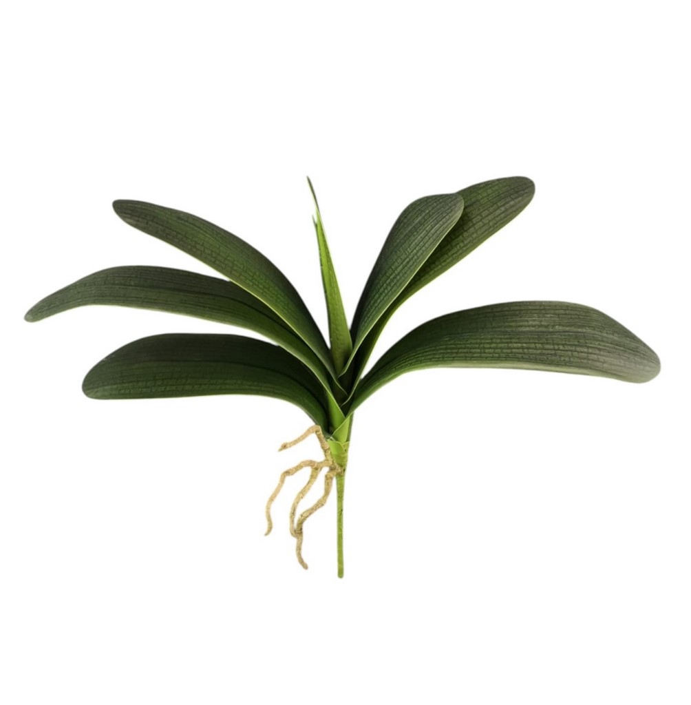 FG ORCHIDEA X7 W RADICI 40CM GR