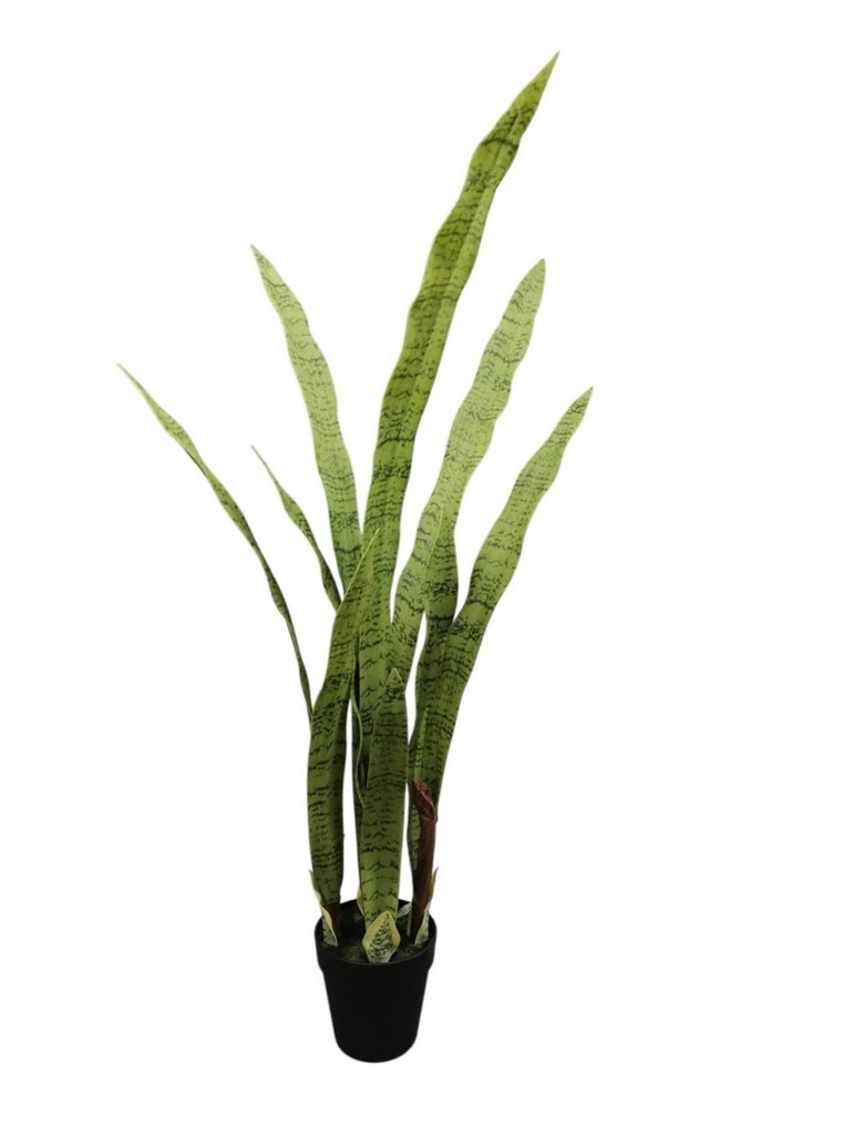 SANSEVERIA IN VASO 107CM GR