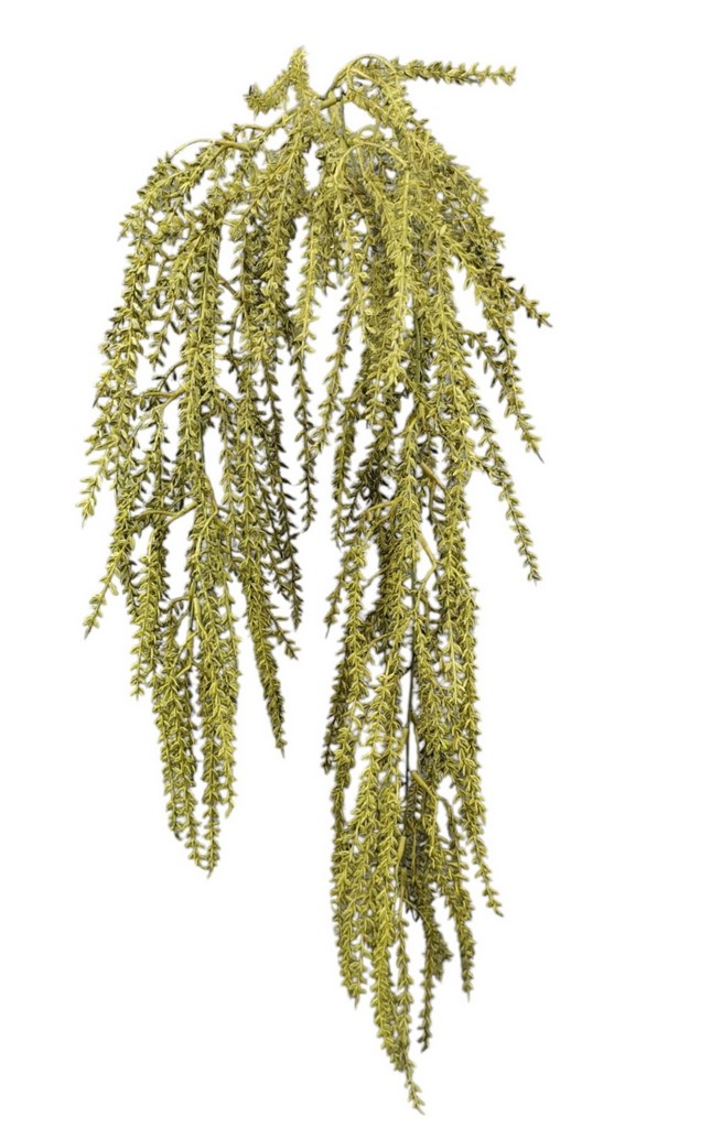 CADENTE SPRINGERI X5 80CM GR
