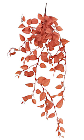 CAD BETULLA 99CM OR